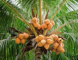 Coconuts-to-the-tree-750x580